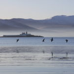Fenit Brent Geese