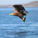 Sea Eagles to Summit Ouzels: Ireland’s Ancient Wildlife