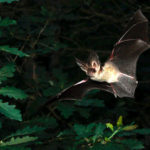 An Introduction to Bats